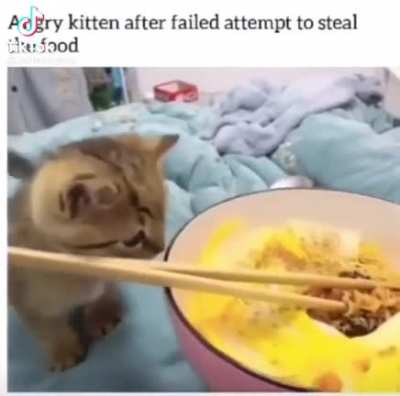 Angry kitty