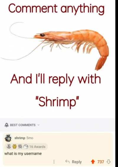 The messiah of 🦐