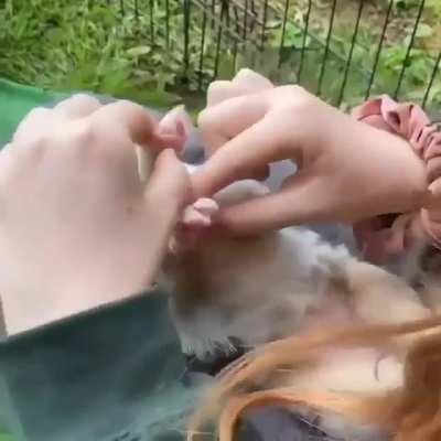 Who doesn’t like massages ?🐶