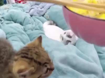 Meowwww!!!