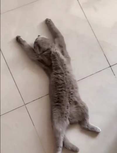 help, my cat has a hungry fainting