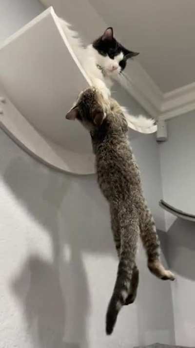 Re-enacting Scar & Mufasa