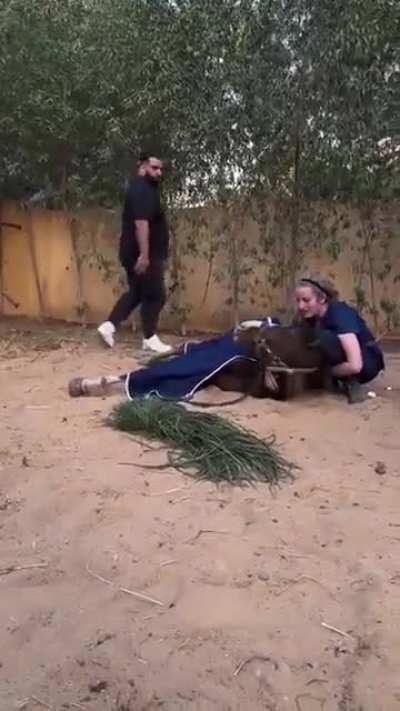 All the animals deserve to be treated this way..