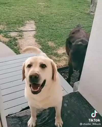 The dog brings his cow friend to his mum's house saying oh nooo being surprised by this visit