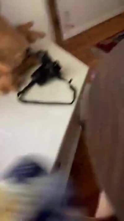 caught myself shrieking at a cockroach on camera and my boyfriend went and made this