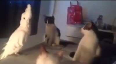 Infiltrate