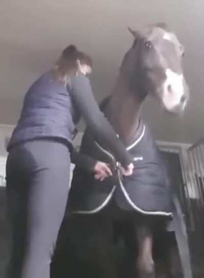 The horse could not resist