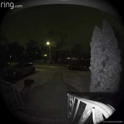 This random dog took a sh!t on my lawn at 10:30pm which my daughter stepped in the next morning.