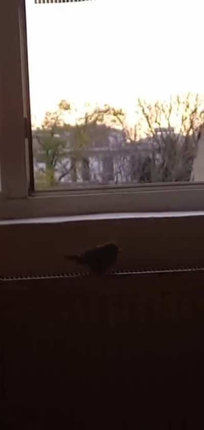 Nasty birb