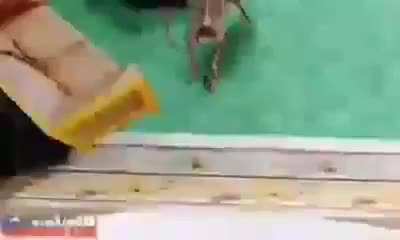 Si.
