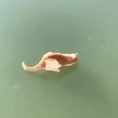 Touchy da fishy