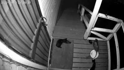 My front porch feral kitten Shirley (of the trio Larry (RIP), Moe (left), & her) completely messing with the myopic mooching marsupial Mr. Piggo, the Possum. Waited until he was done eating and then BAPPITYBAPPITYBAP back down the stairs you go!