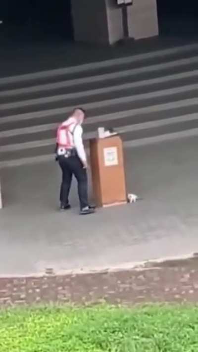Kitten hiding from security guard
