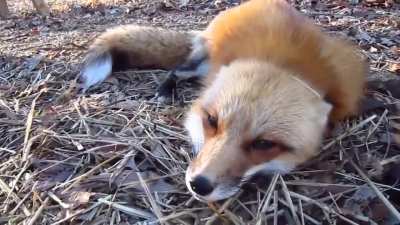 cute fox.