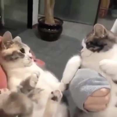 Bringing cats close to each other