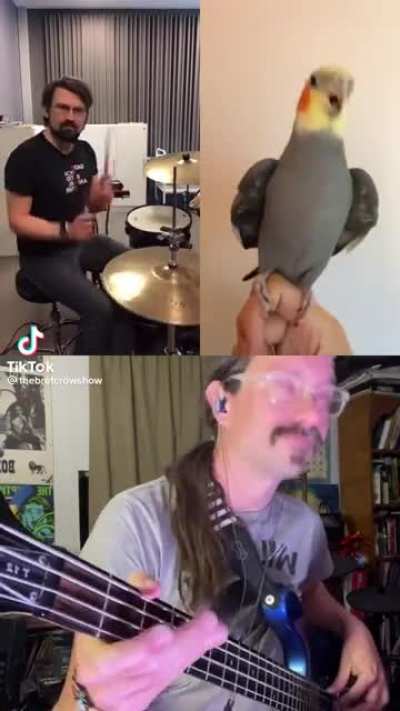 Parrot with a groove!