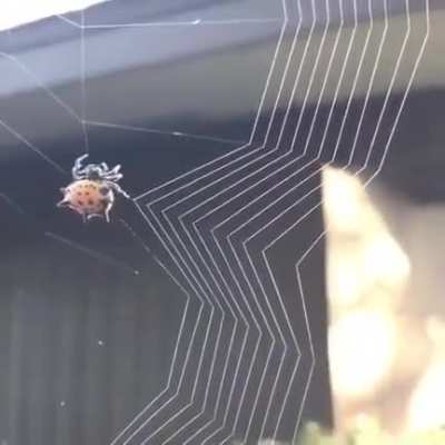 🔥 Spider weaving a web