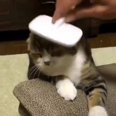 Brushy Brushy Time