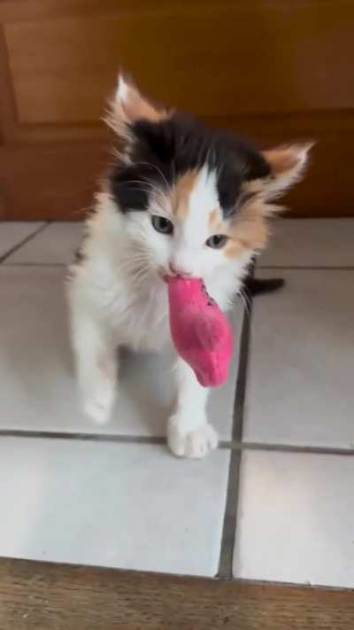 argggg meowwww hiss hiss ggggggrrrrrr hiss hiss hiss