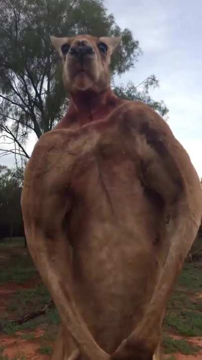 of an absolutely jacked kangaroo