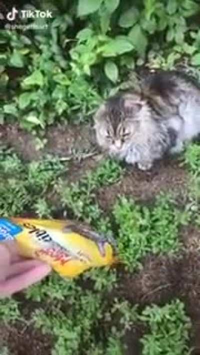 Meoooow mix.