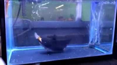 Relaxing aquarium...