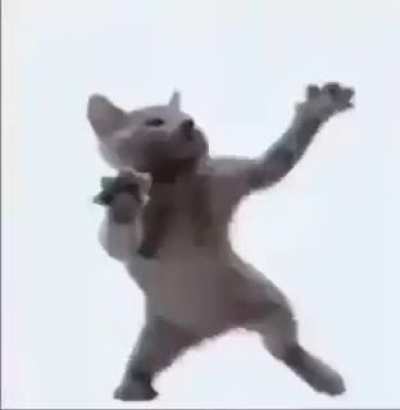 Cat = funny
