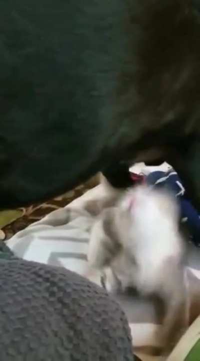 I was asked to bless this subreddit with my shark of a kitten, hope you are as amused as I was!