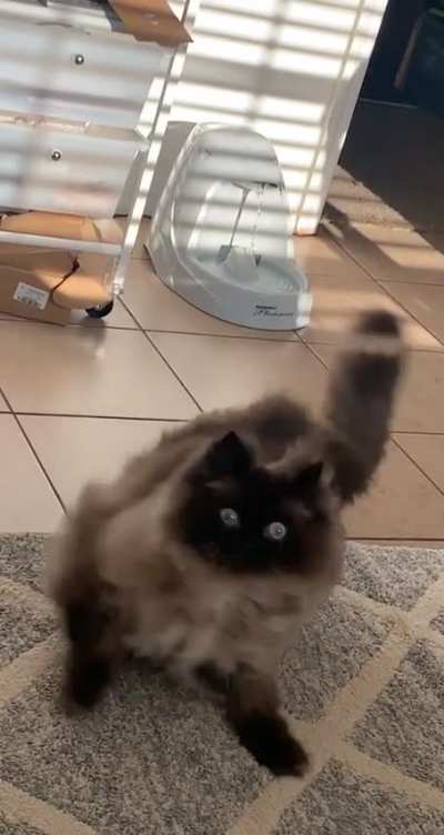 Cat having a severe case of the greebles