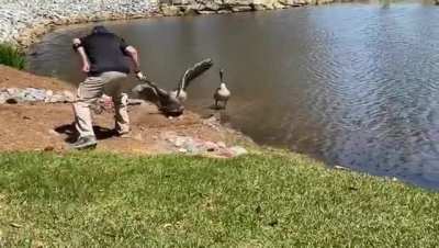 I hit a golf ball about an inch from a goose's nest today