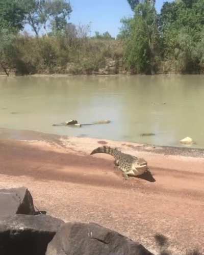 Croc: this is my pond, and that is my fish, and nice lure btw