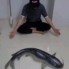 Fish Fuckery