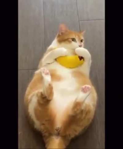 That’s a fat cat