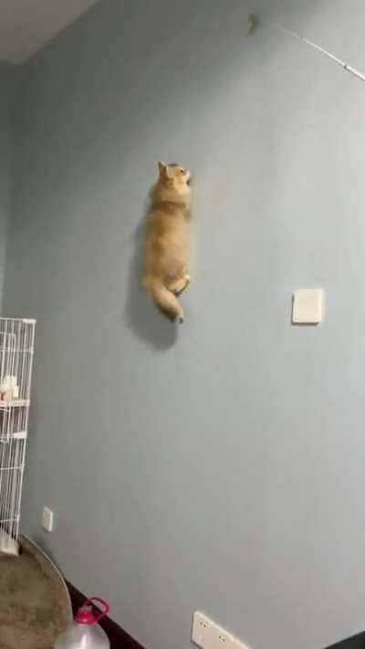gravity optional
