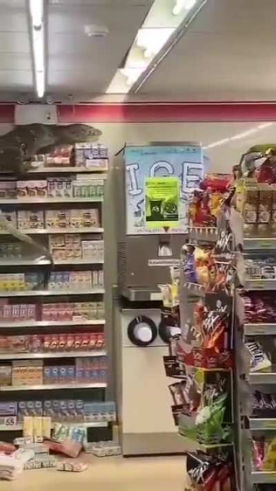 This monitor lizard