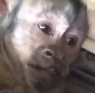 Monke