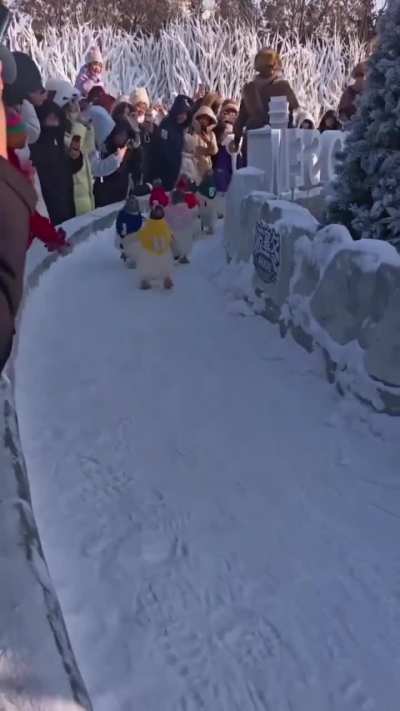 Introducing the Penguin Olympics