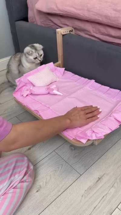 lady cat