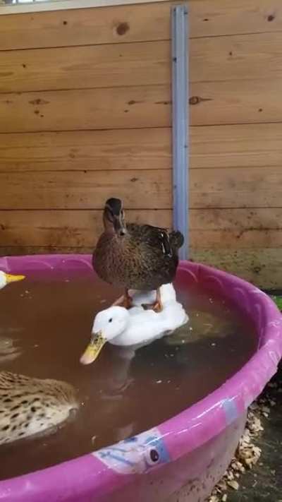 Onward, my noble steed!