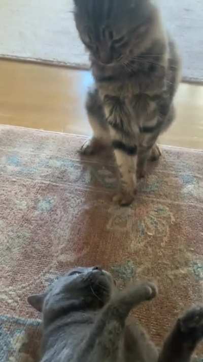 Two of my cats playing / fighting and I saw an opportunity