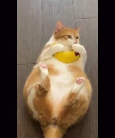 I think this belongs here. Found him on tik tok