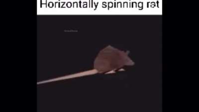 Rat spins itself out of the fucking universe and dies