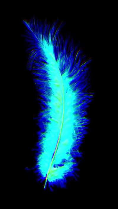 Feather Wallpaper