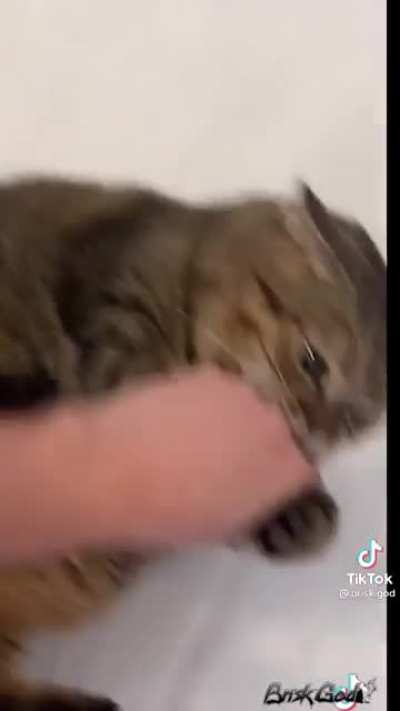 Chonker