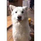 Dancing Ears