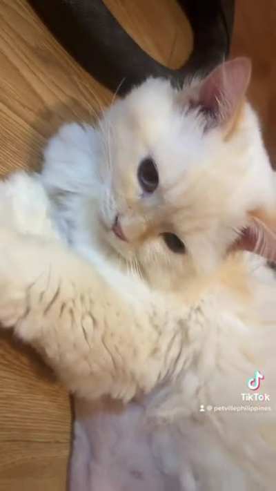 My cat