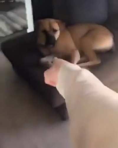 let's just say something happens to doggo and it ain't pretty
