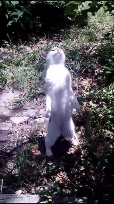 Pickles standing tall in the morning sunlight