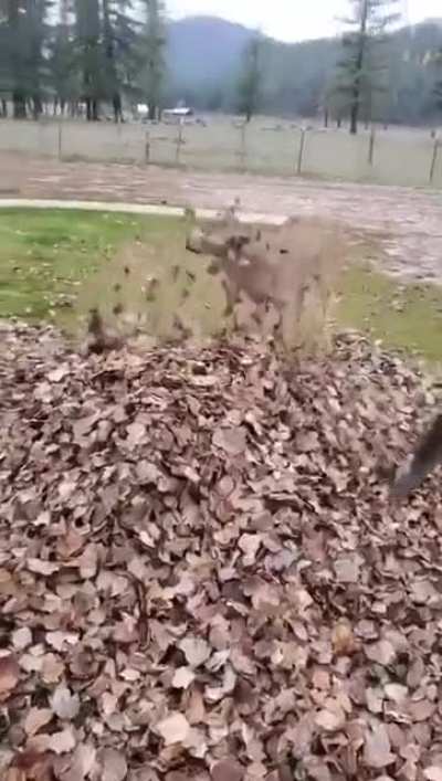 Deerp
