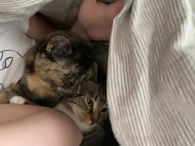 Cosied up and purring away on a cold winter morning.
